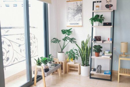 A Beginner’s Guide to Growing Indoor Plants This Spring Image